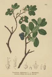 Blåbär (Vaccinium uliginosum)